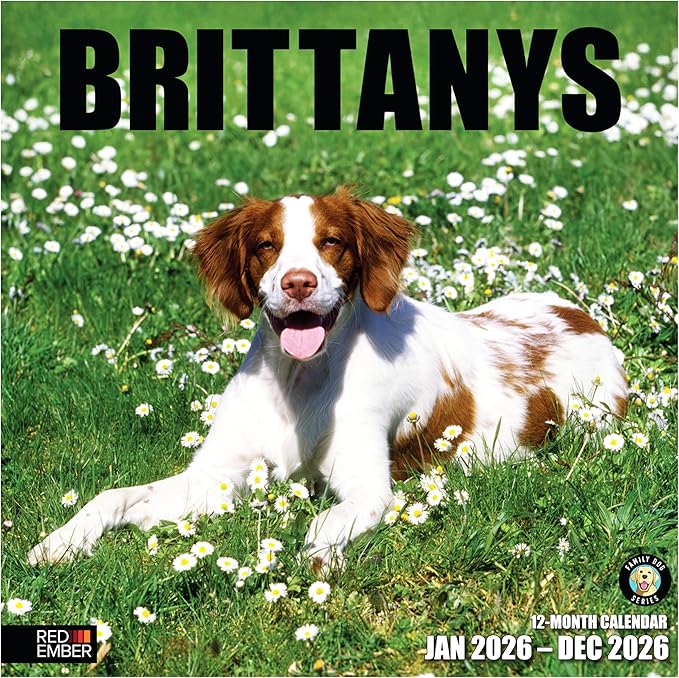 RED EMBER Brittanys 2026 Wall Calendar 12 Month | 12" x 24" Open | Thick & Sturdy Paper | Giftable | Cute Spaniel Puppy Dog Calendar 2026