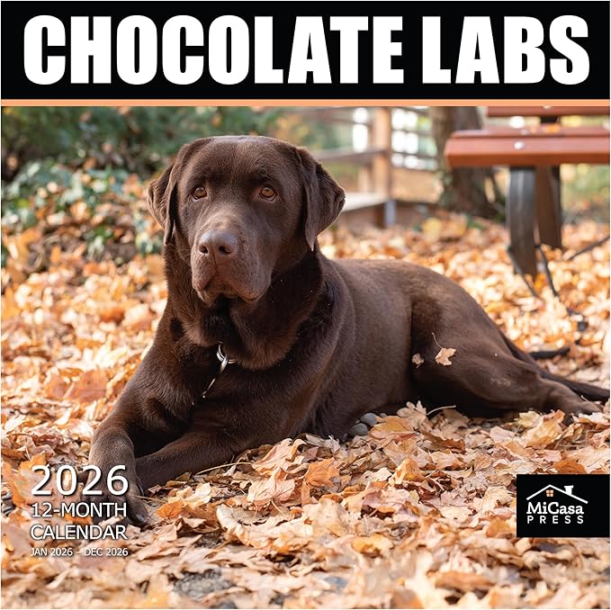 MICASA PRESS Chocolate Labs 2026 Wall Calendar 12 Month | 12" x 24" Open | Thick & Sturdy Paper | Giftable | Cute Labrador Retriever Puppy Dog Calendar 2026