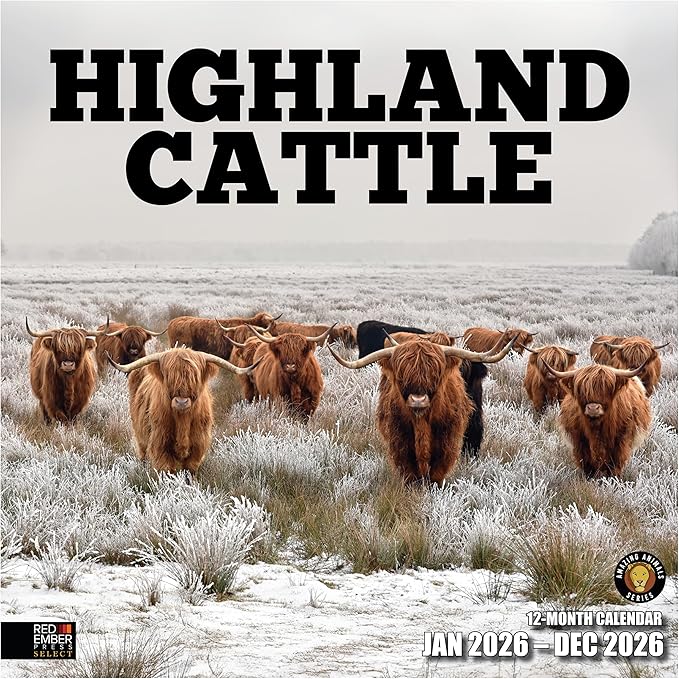 RED EMBER Select - Highland Cattle 2026 Wall Calendar 12 Month | 12" x 24" Open | Thick & Sturdy Paper | Giftable | Cow Animal Calendar 2026