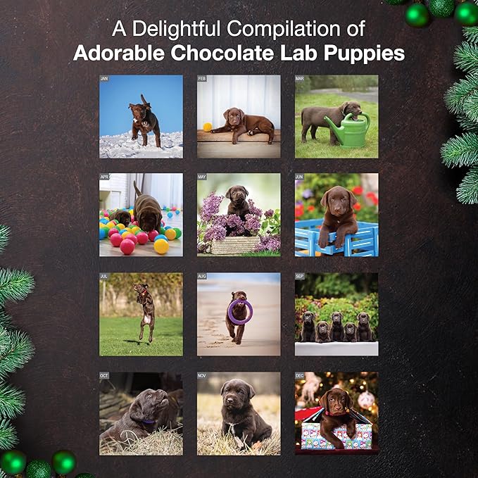 MICASA PRESS Chocolate Lab Puppies 2026 Wall Calendar 12 Month | 12" x 24" Open | Thick & Sturdy Paper | Giftable | Cute Labrador Retriever Puppy Dog Calendar 2026