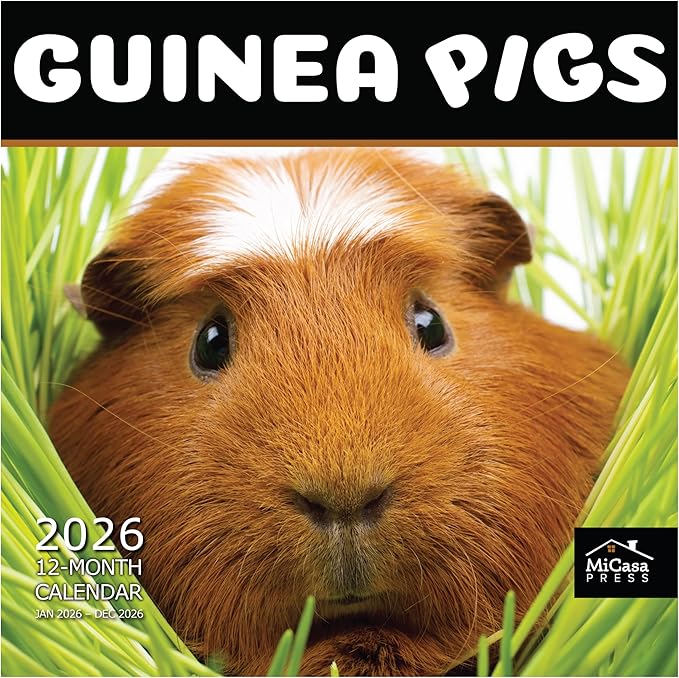 MICASA PRESS Guinea Pigs 2026 Wall Calendar 12 Month | 12” x 24” Open | Thick & Sturdy Paper | Giftable | Cute Funny Animal Kids Calendar 2026