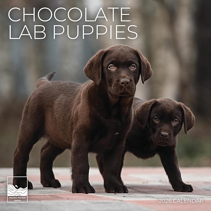 2026 Chocolate Labrador Puppies Wall Calendar | 12" x 24" Open | Dog Photography Thick & Sturdy Paper for Organizing & Planning | Office Kitchen Decor or Gift | Pacific Waters Press (Chocolate Lab Puppies)