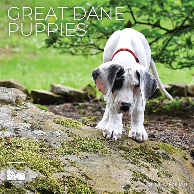 Great Dane Puppy 2026 Wall Calendar | 12" x 24" Open | Dog Photography Thick & Sturdy Paper for Organizing & Planning | Office Kitchen Decor or Gift | Pacific Waters Press (Great Dane Puppies)