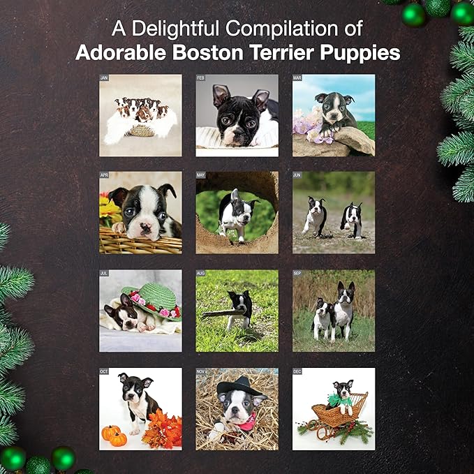 MICASA PRESS Boston Terrier Puppies 2026 Wall Calendar 12 Month | 12" x 24" Open | Thick & Sturdy Paper | Giftable | Cute Puppy Dog Calendar 2026