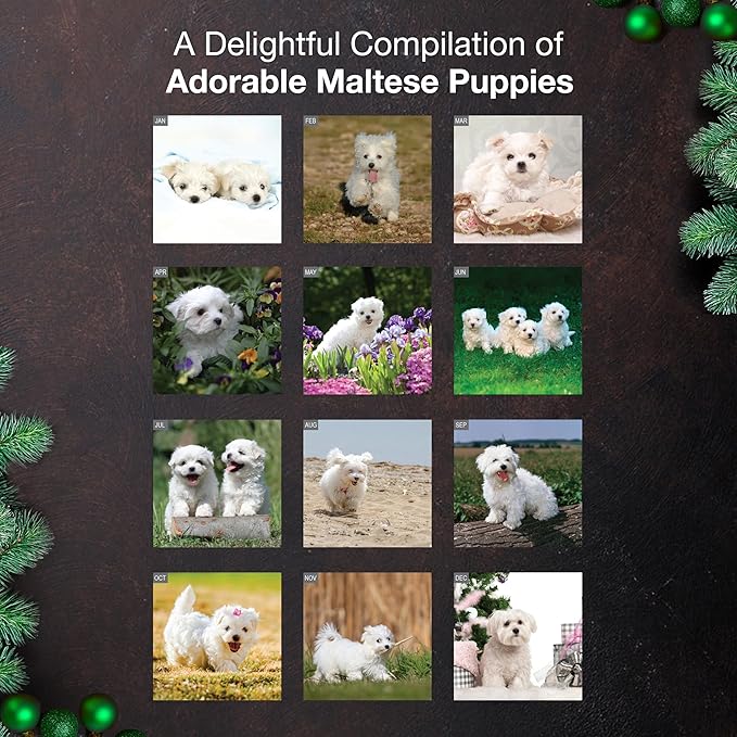 MICASA PRESS Maltese Puppies 2026 Wall Calendar 12 Month | 12" x 24" Open | Thick & Sturdy Paper | Giftable | Cute Puppy Dog Calendar 2026