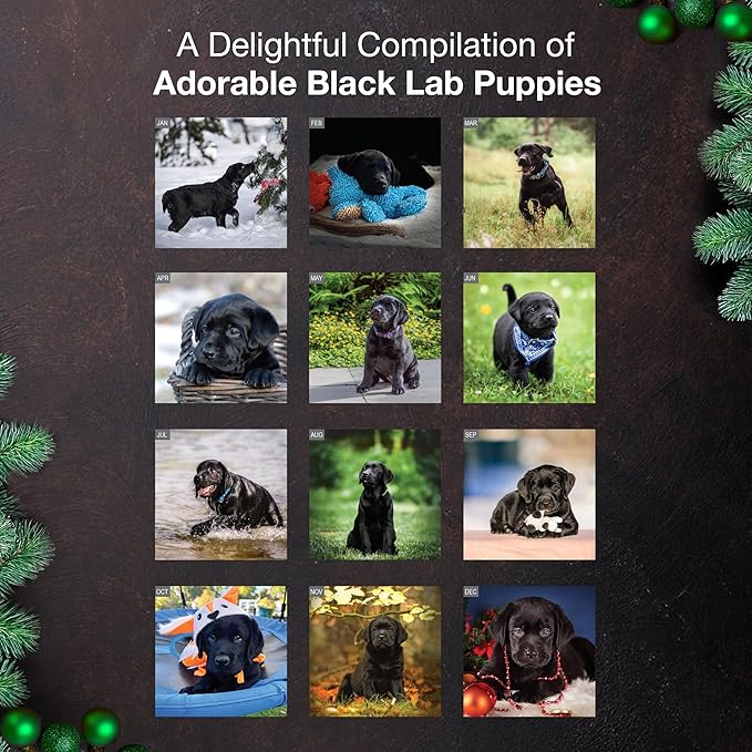MICASA PRESS Black Lab Puppies 2026 Wall Calendar 12 Month | 12" x 24" Open | Thick & Sturdy Paper | Giftable | Cute Labrador Retriever Puppy Dog Calendar 2026