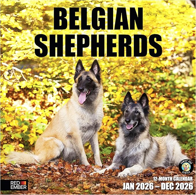 RED EMBER Belgian Shepherds 2026 Wall Calendar 12 Month | 12" x 24" Open | Thick & Sturdy Paper | Giftable | Cute Puppy Dog Calendar 2026