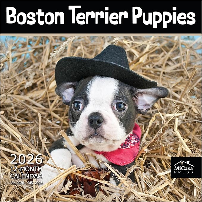 MICASA PRESS Boston Terrier Puppies 2026 Wall Calendar 12 Month | 12" x 24" Open | Thick & Sturdy Paper | Giftable | Cute Puppy Dog Calendar 2026