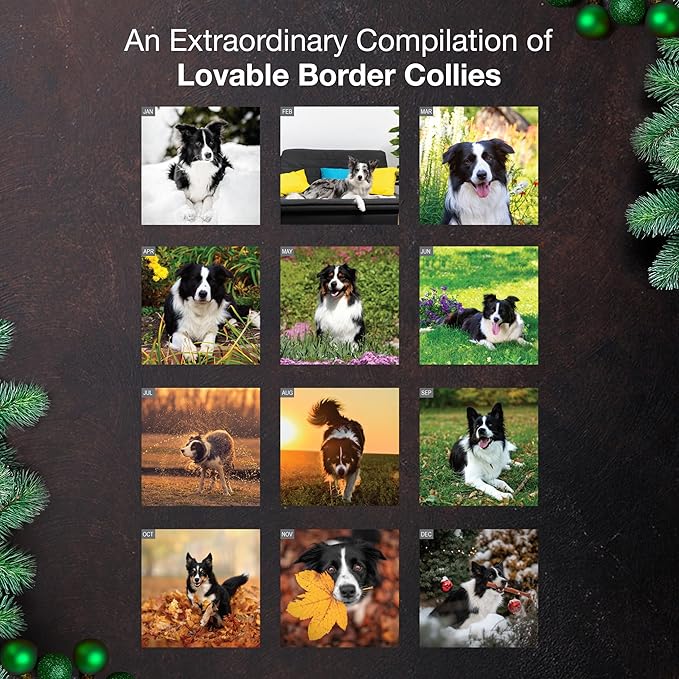 MICASA PRESS Border Collies 2026 Wall Calendar 12 Month | 12" x 24" Open | Thick & Sturdy Paper | Giftable | Cute Puppy Dog Calendar 2026