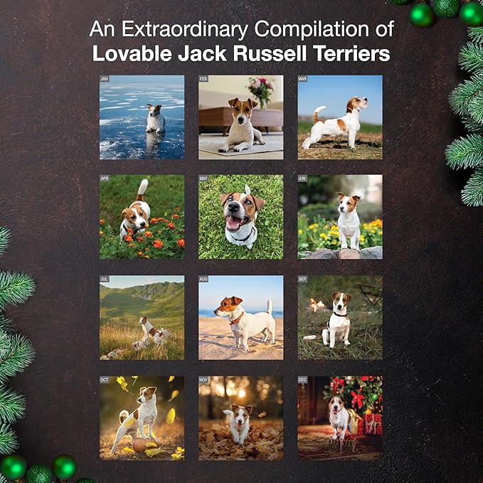 MICASA PRESS Jack Russell Terriers 2026 Wall Calendar 12 Month | 12" x 24" Open | Thick & Sturdy Paper | Giftable | Cute Puppy Dog Calendar 2026