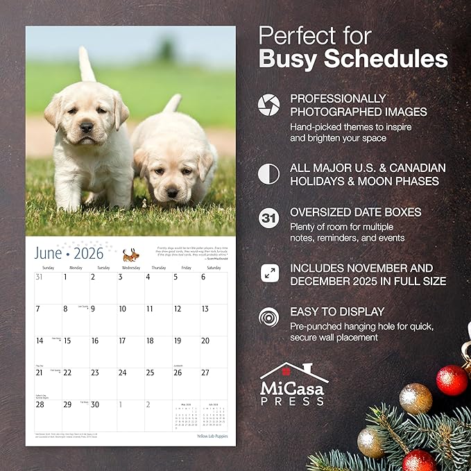 MICASA PRESS Yellow Lab Puppies 2026 Wall Calendar 12 Month | 12" x 24" Open | Thick & Sturdy Paper | Giftable | Cute Labrador Retriever Puppy Dog Calendar 2026