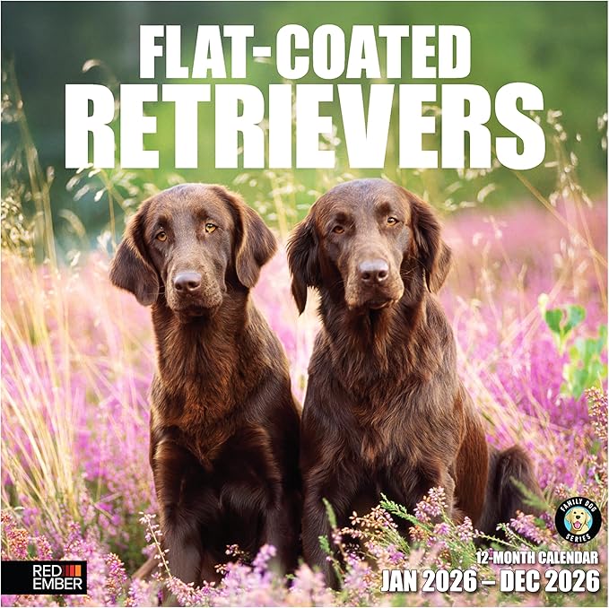 RED EMBER Flat-Coated Retrievers 2026 Wall Calendar 12 Month | 12" x 24" Open | Thick & Sturdy Paper | Giftable | Cute Puppy Dog Calendar 2026