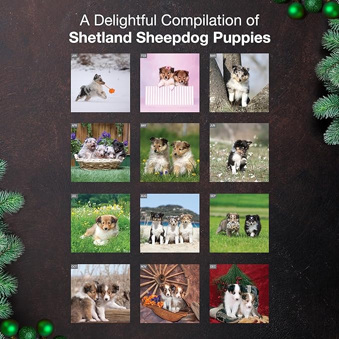 MICASA PRESS Shetland Sheepdog Puppies 2026 Wall Calendar 12 Month | 12" x 24" Open | Thick & Sturdy Paper | Giftable | Cute Sheltie Puppy Dog Calendar 2026