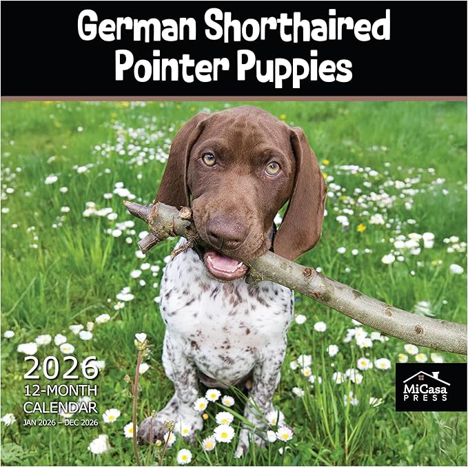 MICASA PRESS German Shorthaired Pointer Puppies 2026 Wall Calendar 12 Month | 12" x 24" Open | Thick & Sturdy Paper | Giftable | Cute GSP Puppy Dog Calendar 2026