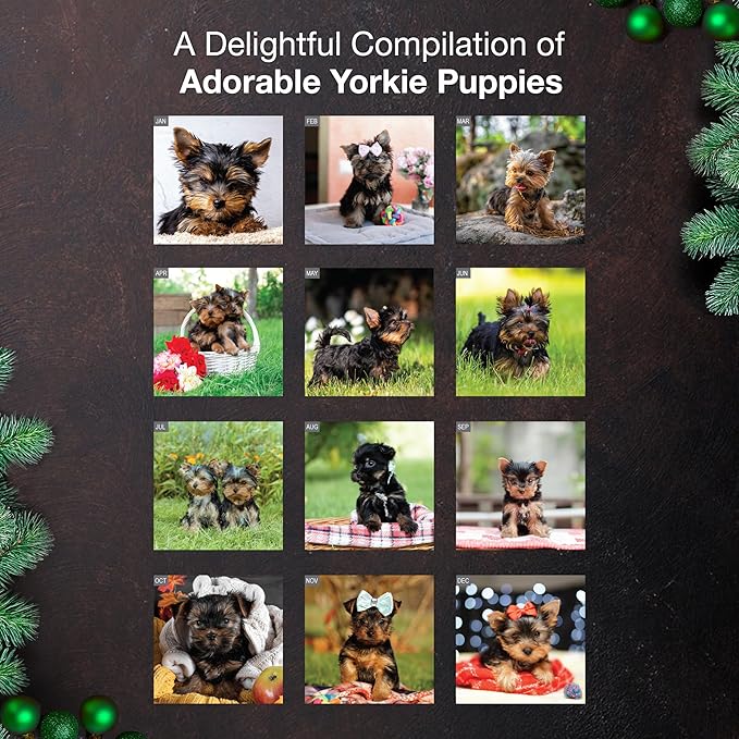 MICASA PRESS Yorkie Puppies Yorkshire Terriers 2026 Wall Calendar 12 Month | 12" x 24" Open | Thick & Sturdy Paper |Giftable | Cute Puppy Dog Calendar 2026