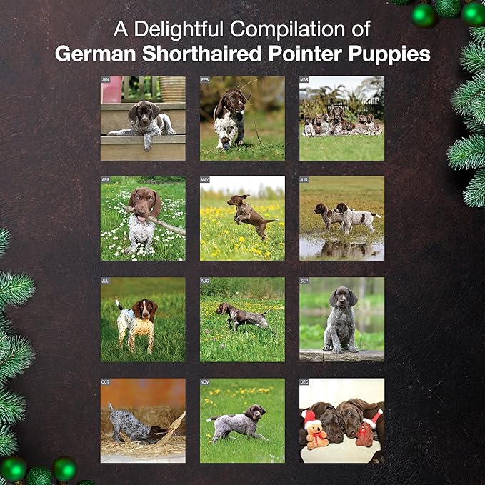 MICASA PRESS German Shorthaired Pointer Puppies 2026 Wall Calendar 12 Month | 12" x 24" Open | Thick & Sturdy Paper | Giftable | Cute GSP Puppy Dog Calendar 2026