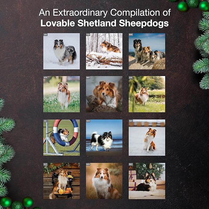 MICASA PRESS Shetland Sheepdogs 2026 Hangable Monthly Wall Calendar | 12" x 24" Open | Thick & Sturdy Paper | Giftable | Cute Sheltie Puppy Dog Calendar 2026
