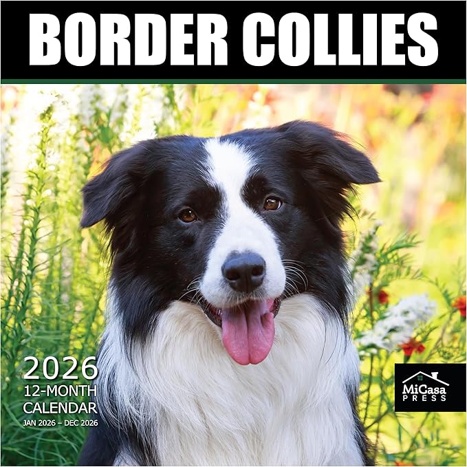 MICASA PRESS Border Collies 2026 Wall Calendar 12 Month | 12" x 24" Open | Thick & Sturdy Paper | Giftable | Cute Puppy Dog Calendar 2026