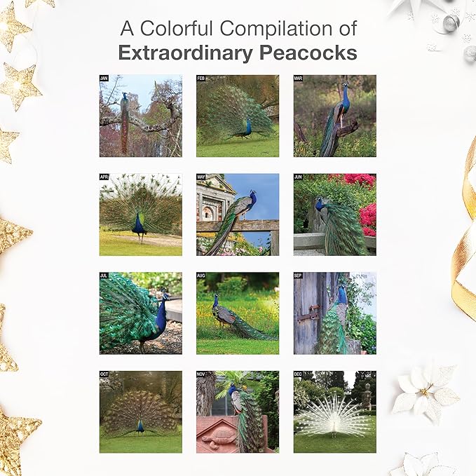 RED EMBER Peacocks 2026 Wall Calendar 12 Month | 12" x 24" Open | Thick & Sturdy Paper | Giftable | Bird Calendar 2026