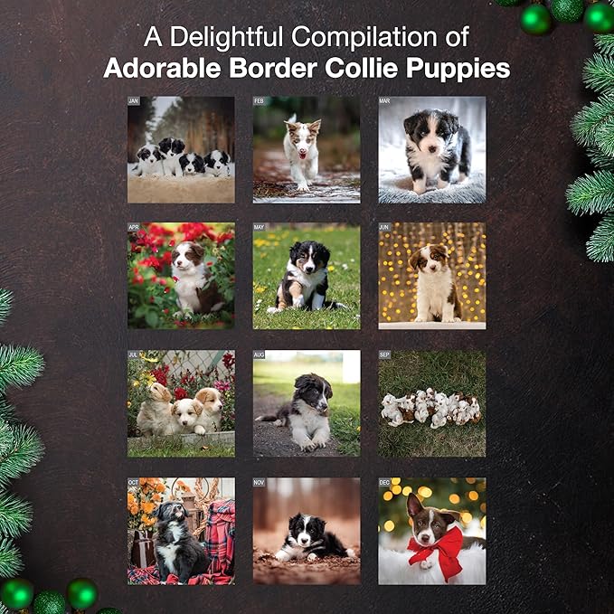 MICASA PRESS Border Collie Puppies 2026 Wall Calendar 12 Month | Thick & Sturdy Paper | Giftable | Cute Puppy Dog Calendar 2026